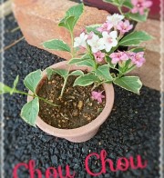 ショッキングな事が( ﾉД`)…