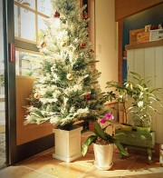 早くもXmasにむけて模様替え🎄