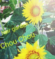 ミニヒマワリ🌻・・・(・・?