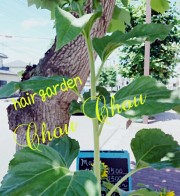 ８月も残りわずか・・・